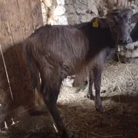 گاومیشدمازدیخ|حیوانات مزرعه|دره رود, |دیوار