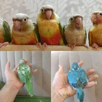 جوجه طوطی ملنگو شاه طوطی گرینچیک راهب