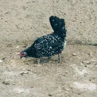 مرغ و تخم مرغ و خروس بومی|حیوانات مزرعه|اصفهان, شفق|دیوار