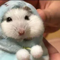 انواع نژادهمستر جیبی بندانگشتی باوسایل بازی|موش و خرگوش|اصفهان, بهاران|دیوار