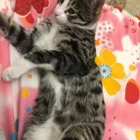 واگزاری گربه نر