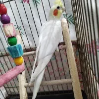 عروس هلندی|پرنده|رباط‌کریم, رباط‌کریم|دیوار