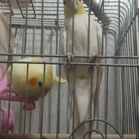 عروس هلندی|پرنده|تهران, آذری|دیوار