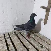 دوعدد کبوتر ناجلد احتمالا هر دو نر