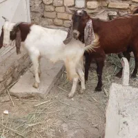 فروش بز