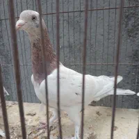 پرنده|پرنده|قم, شهرک مهدیه (مدرس)|دیوار