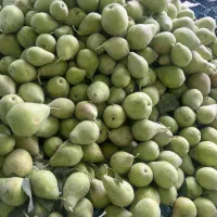 گلابی دوم رس اسپادانا