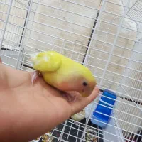 طوطی برزیلی دستی کامل|پرنده|حمیدیه, |دیوار