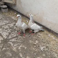 یک جفت سار هفت رنگ
