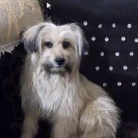 سگ چهار پنج ماهه گمشده از یابنده تقاضای تماس دارم