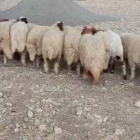 بره