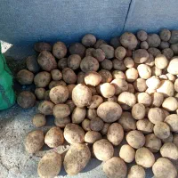 سیب زمینی درجه ۱زرد|خوردنی و آشامیدنی|قوچان, |دیوار