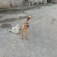 واگذاری سگ سرابی