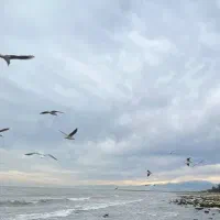 فیلمبردار ساخت ریلز خواستگاری لب دریا
