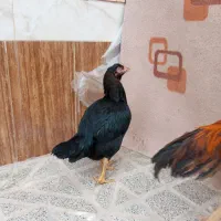 خروس|حیوانات مزرعه|تربت‌حیدریه, رباط سفلی|دیوار