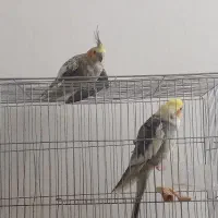 فروش عروس هلندی نروماده تخم گزار