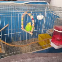 مرغ عشق نر بالغ|پرنده|فردیس, نگارستان|دیوار