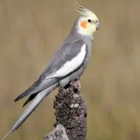 عروس هلندی سخن گو جفت