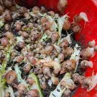 فروش حلزون خانگی با هر اندازه ای