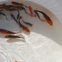 ماهی کوی|ماهی|مشهد, شهرک صنعتی توس|دیوار