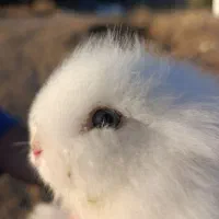 خرگوش|موش و خرگوش|جوانرود, |دیوار