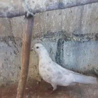 کبوتریاکفتر|پرنده|قزوین, |دیوار