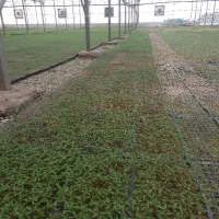 فروش نشا گوجه فرنگی گلخانه‌ای