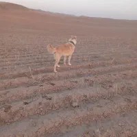 واگذاری حیوانات