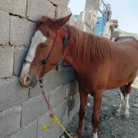 مادیان ابستن|اسب و تجهیزات اسبسواری|زاینده رود, |دیوار