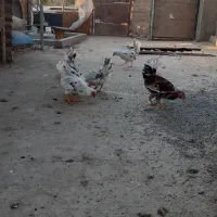 مرغ و خروس گلین|حیوانات مزرعه|هشتگرد, شهرک وحدت|دیوار