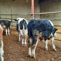 گوساله سیمینتال نر گاو|حیوانات مزرعه|لالجین, |دیوار