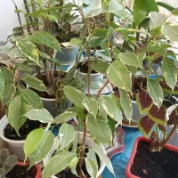 گل طبیعی بنجامین