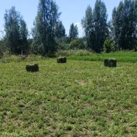 علوفه خشک قالبی (یونحه)