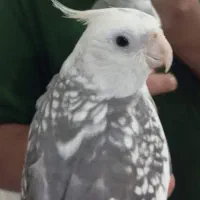 عروس هلندی جفت نر سخنگو