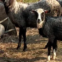 حیوانات مزرعه