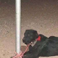 سگ لاس قدرجونی واگذاری