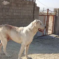 واگداری سگ پژدر