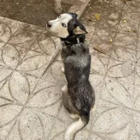 سگ گم شده سمیرم|حیوانات|سمیرم, |دیوار