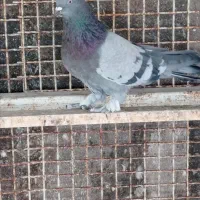 درود یه ماده کاغذی ویا نربرجی پر