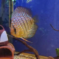 دیسکس 6اینچ به بالا