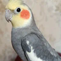عروس هلندی نر سالم و سرحال