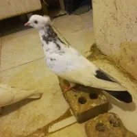 کفتر دمبی، دم سبز|پرنده|اهواز, آریاشهر|دیوار