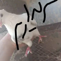 طوقی هفت رنگ