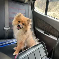 واگذاری سگ پامر|سگ|پرند, فاز ۵|دیوار