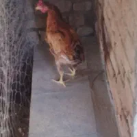 خروس|حیوانات مزرعه|بروجرد, |دیوار