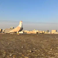 کلاغدم زرد قلدر|پرنده|مشهد, طرق|دیوار