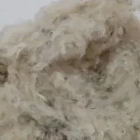پشم گوسفندی بالای صد کیلو