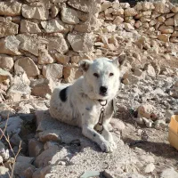 سگ نگهبان عالی برای باغ و حیاط