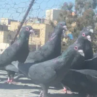 کبوترباختی