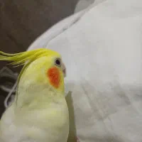 عروس هلندی نر سخنگو لوتینو|پرنده|مشهد, شیرودی|دیوار